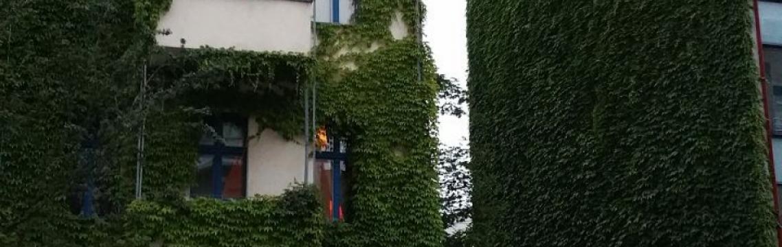 Brandwand Plattenbau mit Efeu